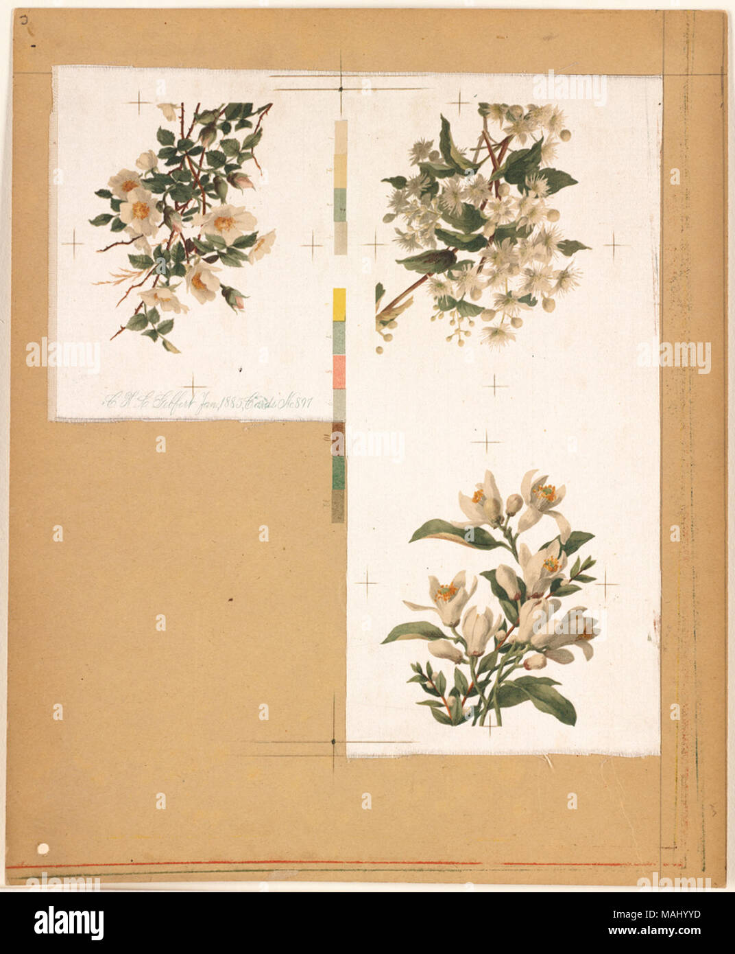 Dateiname: 07 11 001058 Titel: Karten Nr. 897 [drei-florale Designs] Creator/Contributor: L. Prang & Co (Publisher) Datum der Ausgabe: 1861-1897 (ca.), physische Beschreibung Hinweis: Genre: Chromolithographs; Noch leben druckt Ort: Boston Public Library, auf 2011-08-06: Kamera: Sinar AG Sinarback 54 FW, Sinar m Stockfoto