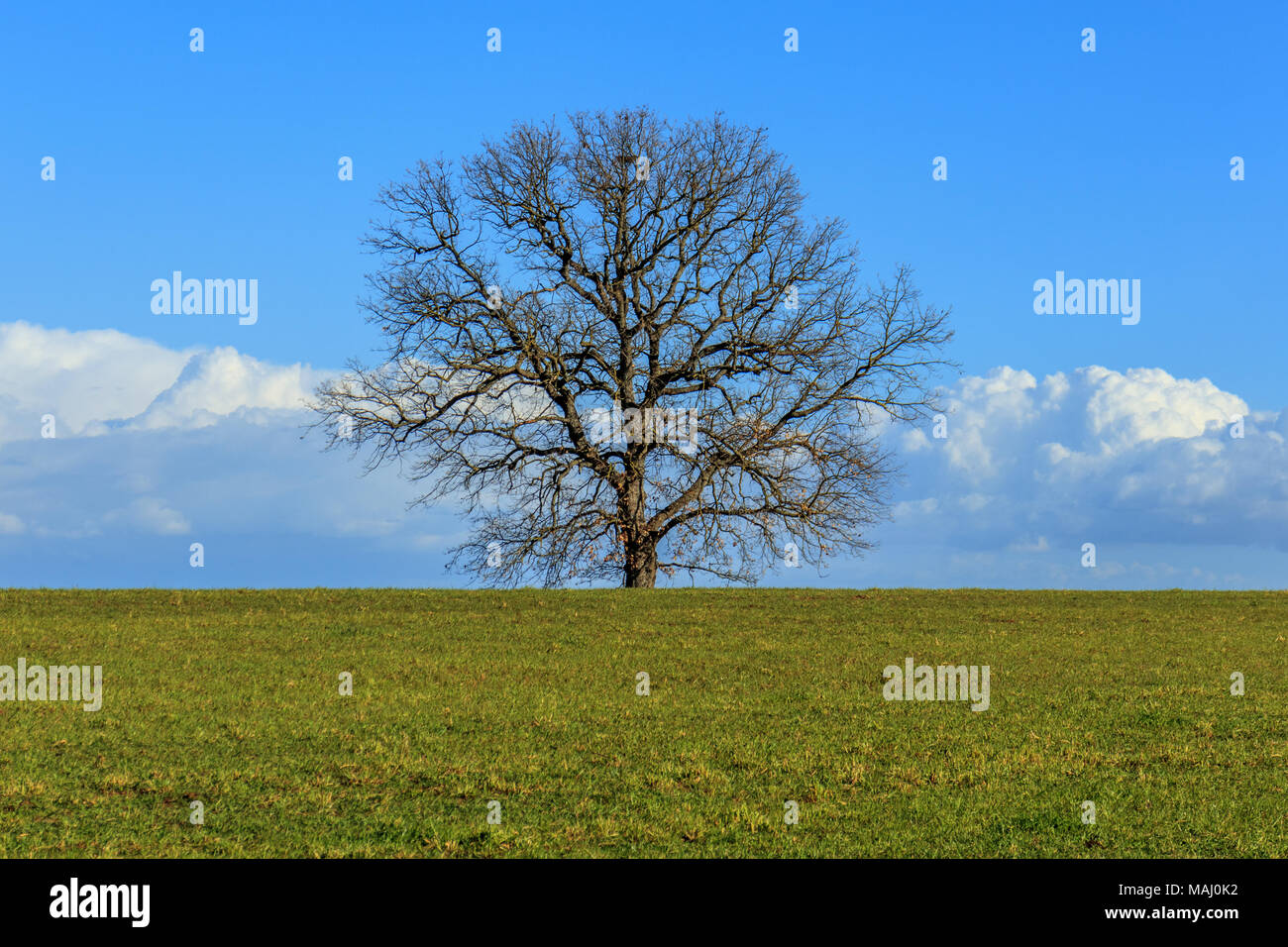 Einsamer Baum Stockfoto