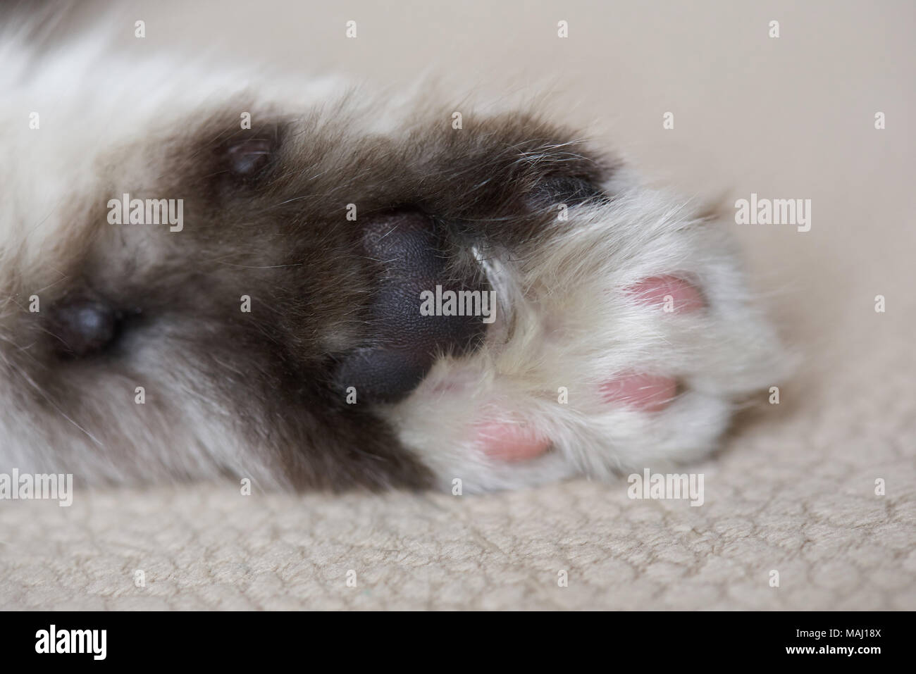 Close-up von Kitty palm Pfote. Schwarze und weiße Katze Pfote Stockfoto