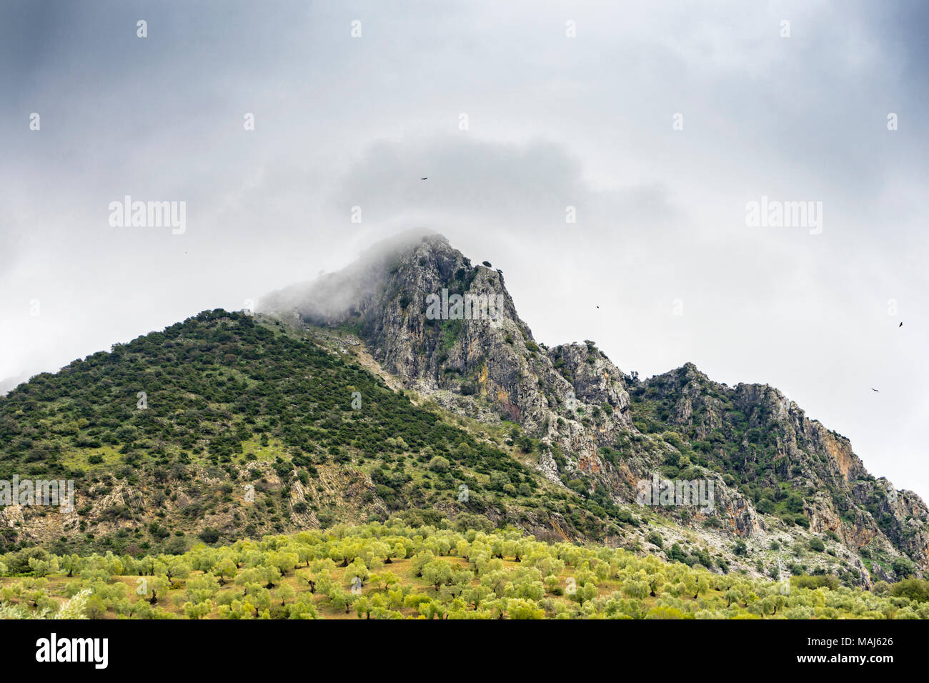 Schwarze Geier über Berg Klippen in der Sierra de Grazalema Naural Park (Parque Natural de la Sierra de Grazalema) in Andalusien, Südspanien Stockfoto