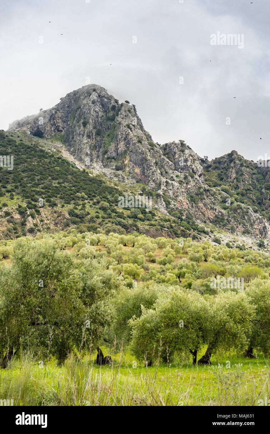 Schwarze Geier über Berg Klippen in der Sierra de Grazalema Naural Park (Parque Natural de la Sierra de Grazalema) in Andalusien, Südspanien Stockfoto