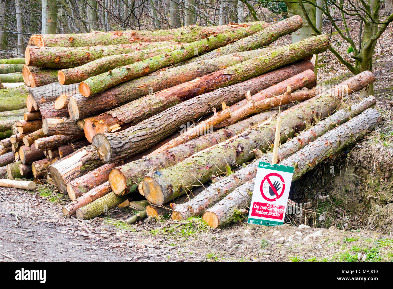 Holz ein Haufen von Frisch gefällten Kiefern mit einem Nicht klettern auf Holz stapeln beachten Stockfoto