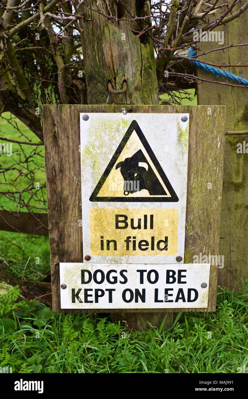 Stier im Feld Warnzeichen auf blauen Tor Titel durch ein Feld in Shropshire, England zu Schlammigen Stockfoto