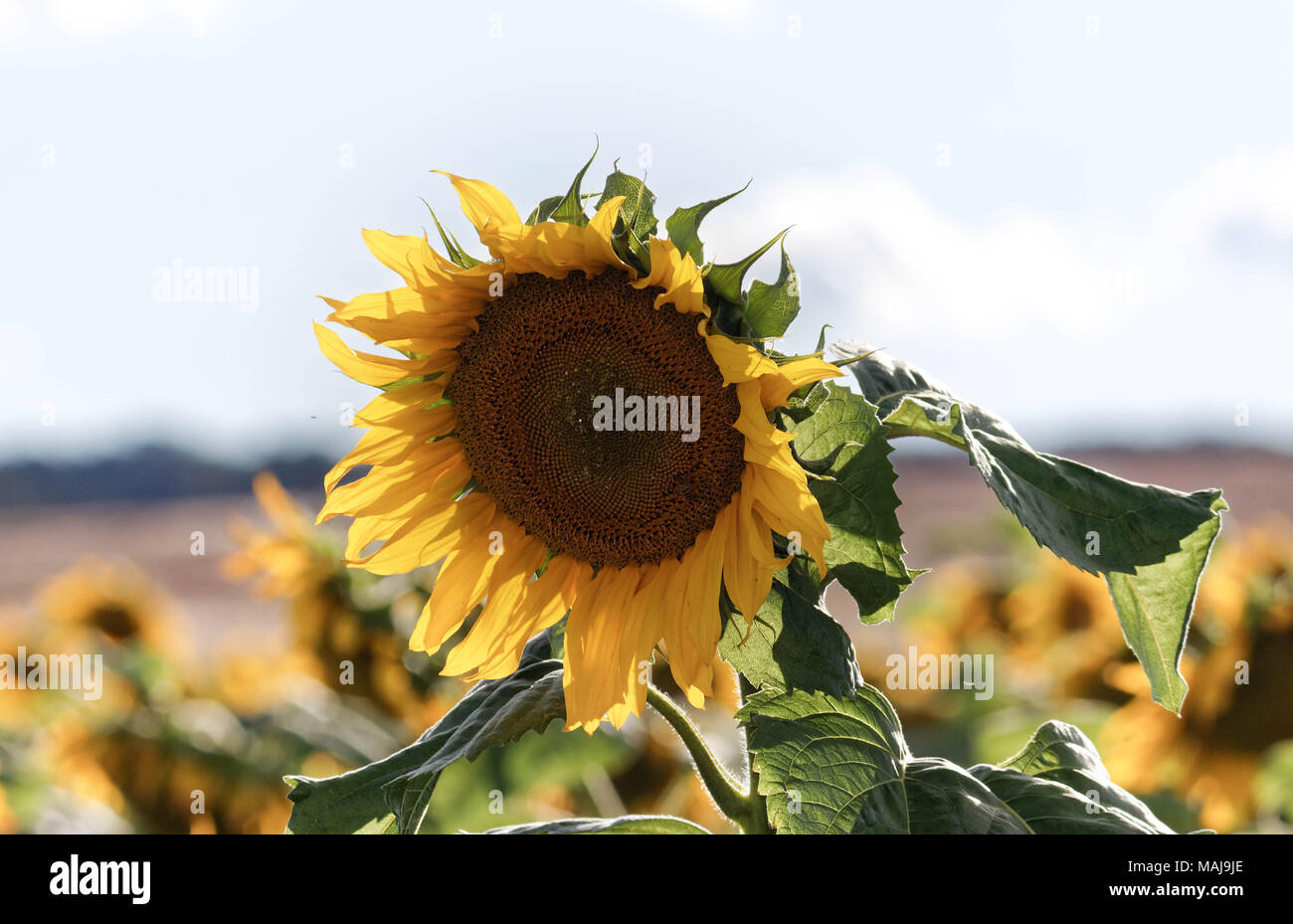 Sonnenblumen Stockfoto
