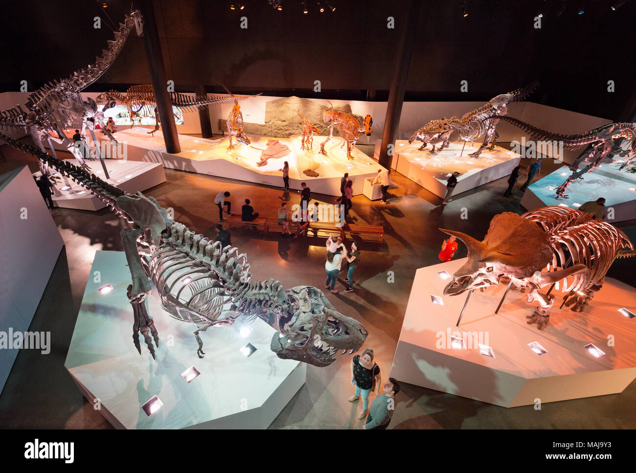 Besucher im Sauriersaal, Houston Museum of Natural Science, Houston, Texas, USA Stockfoto