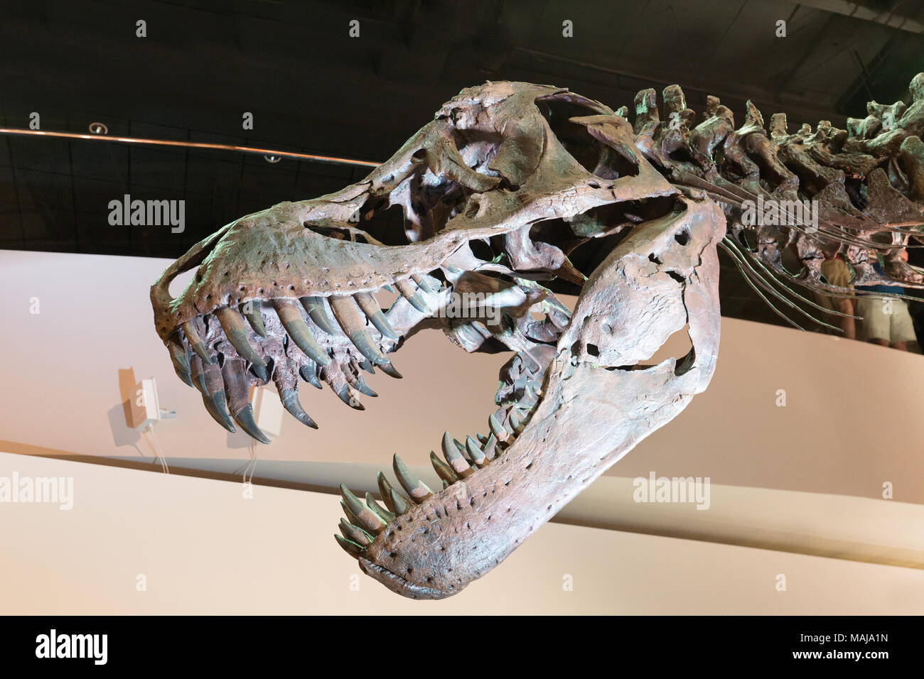 T Rex Skull; Tyrannosaurus Rex oder T Rex Dinosaurier Fossil Skull, Seitenansicht, Houston Museum of Natural Science, Houston, Texas, USA Stockfoto