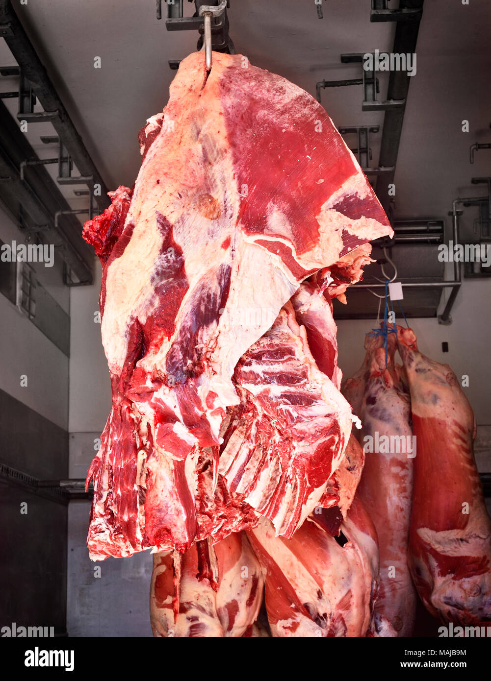 Frische, rohe Fleisch auf einem Schlachthof oder Metzgerei Shop. Fleischindustrie Szene mit hängenden Rindfleisch Schicht in einem Haus. Fleisch Transport. Stockfoto