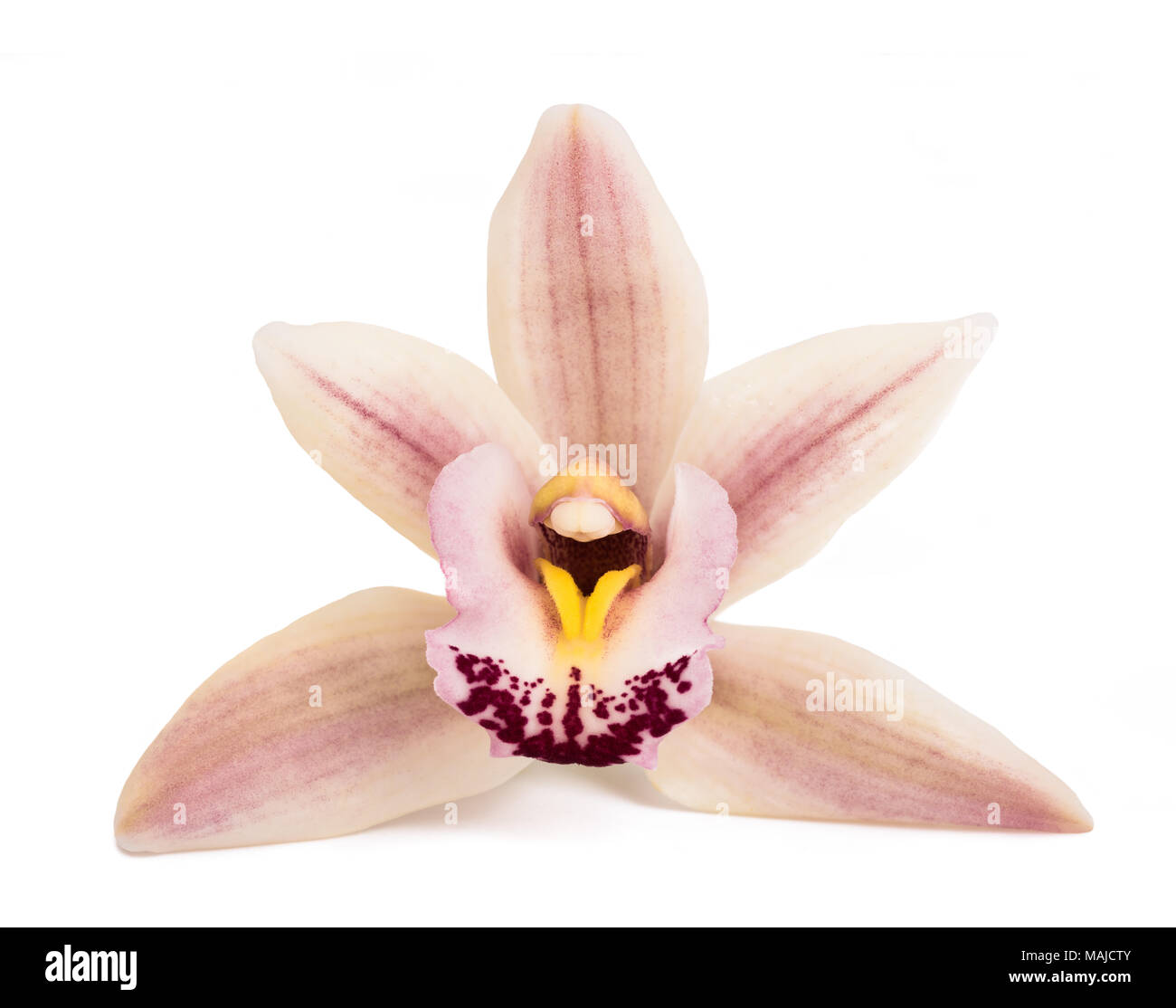 Boot Orchideenblüte auf weißem Hintergrund Stockfoto