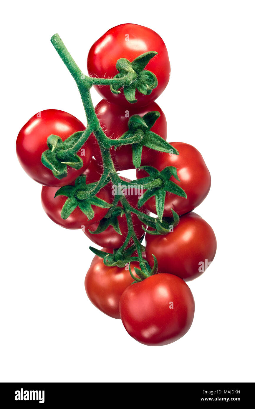 Große Cluster der mittelständischen Globus Tomaten (Ciliegia sel. Regina), hängen. Tomaten auf der Rebe (TOV) Stockfoto