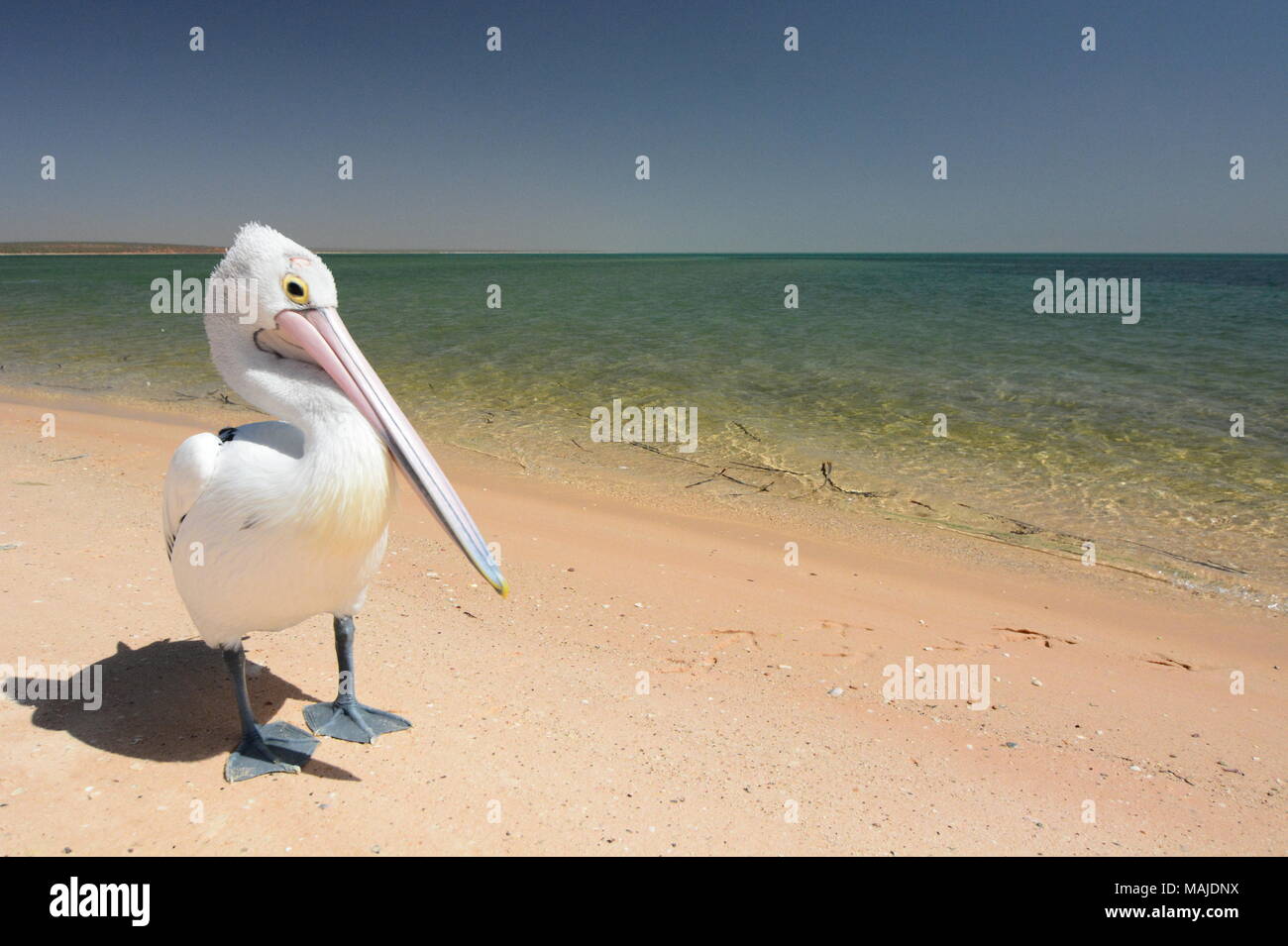 Pelikan am Strand. Monkey Mia. Shark Bay. Western Australia Stockfoto