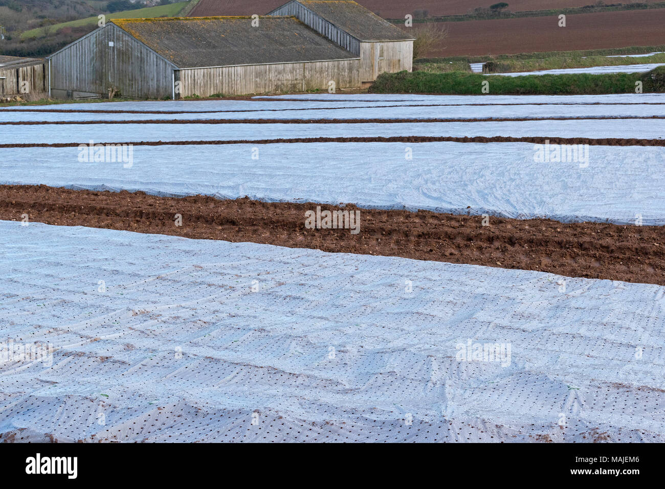 Wetterschutz für landwirtschaftliche Kulturpflanzen Fleece in einen Bauernhof in Cornwall, England, Großbritannien. Stockfoto