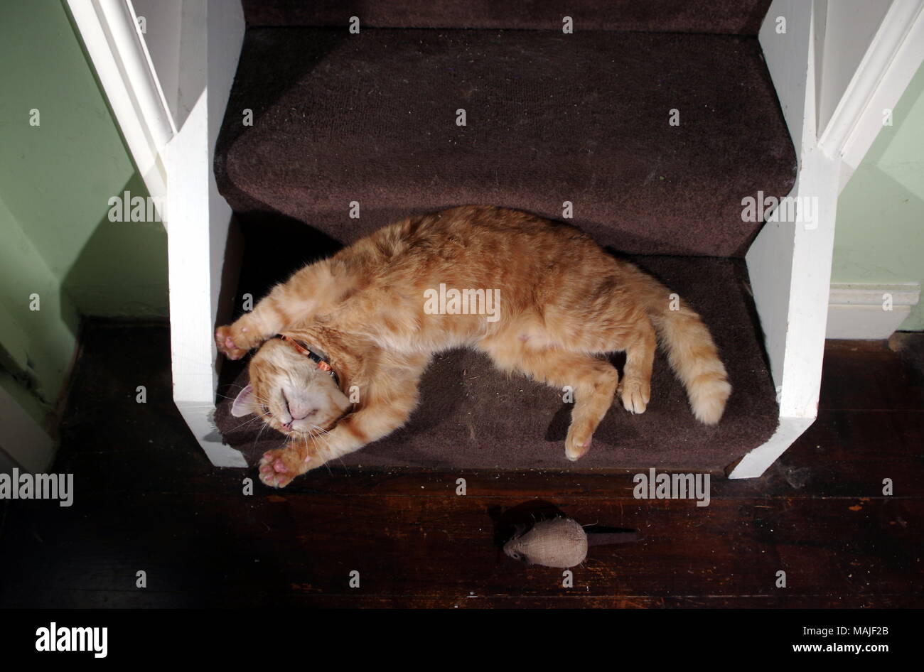 Ginger Cat spielt auf Treppen Stockfoto
