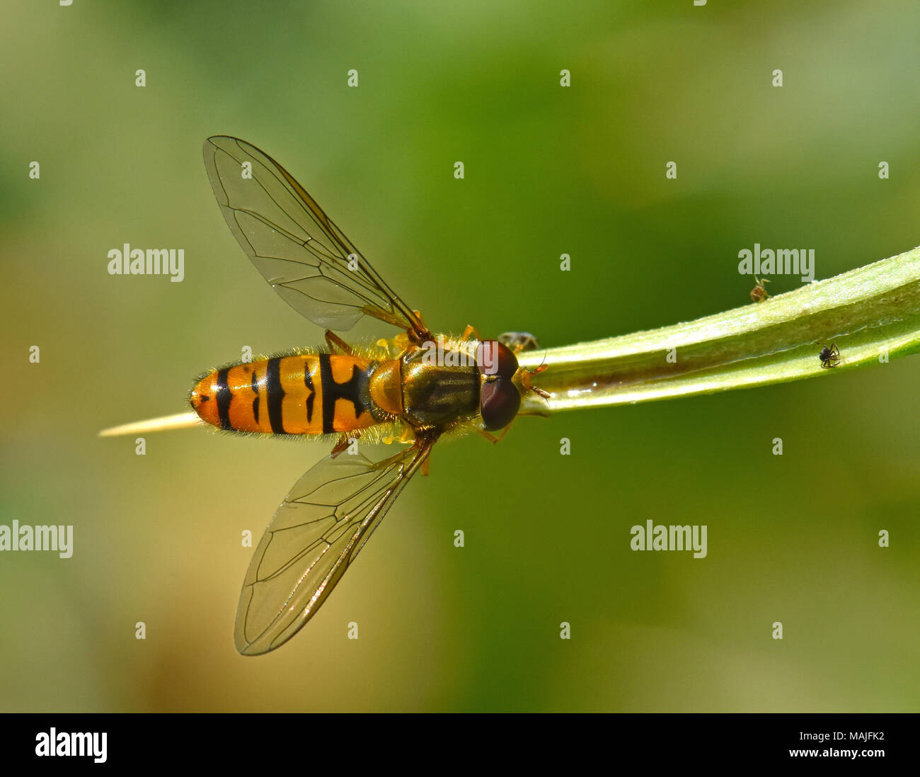 Schweben fliegen auf Dorn Stockfoto