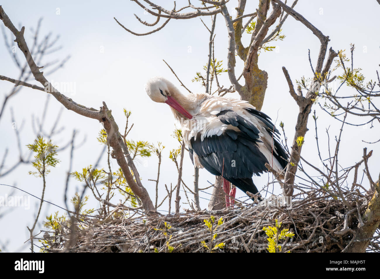 Weißstorch, Ciconia ciconia, Nest, Aiguamolls Empordà, Katalonien, Spanien Stockfoto