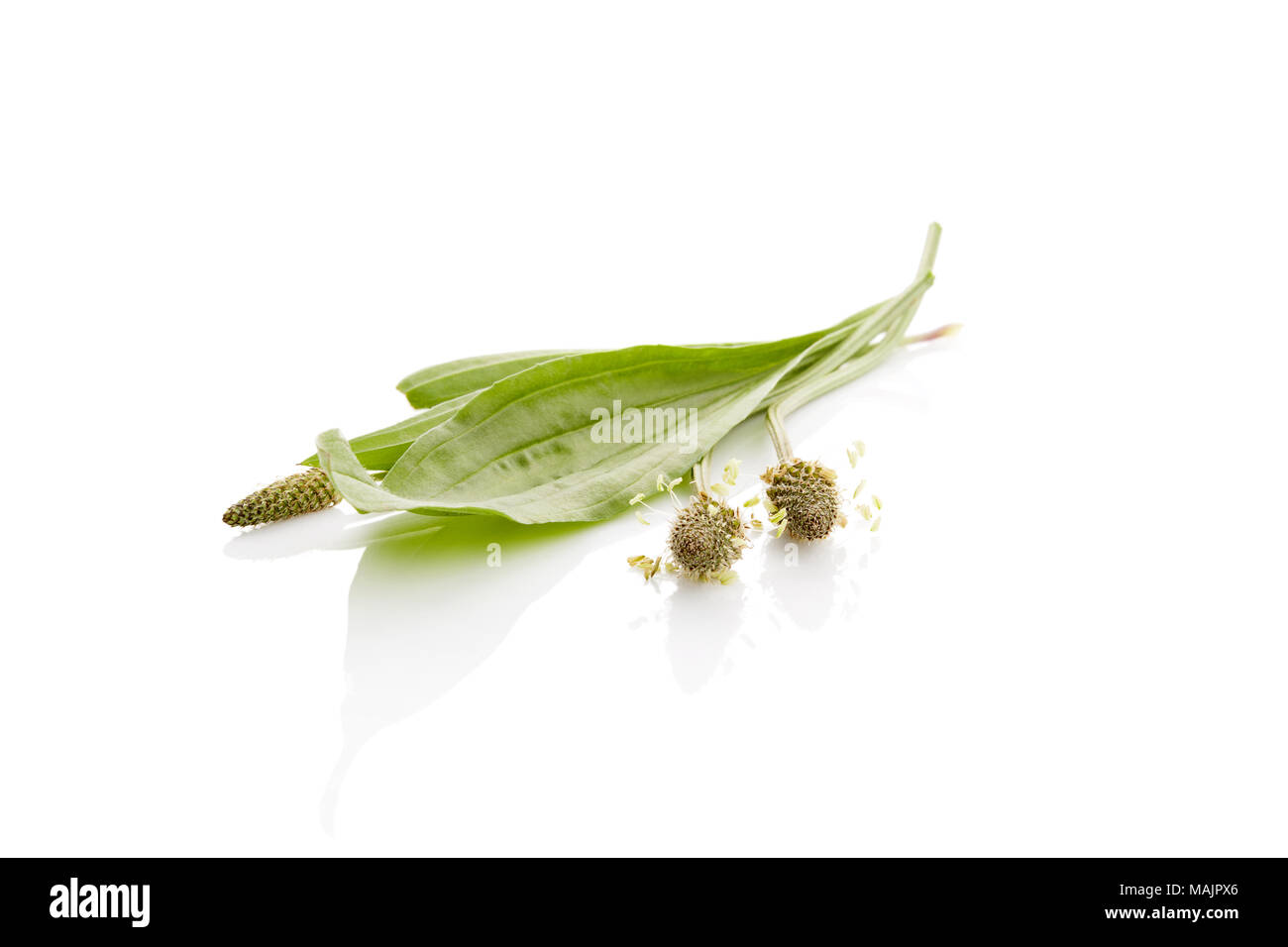 Gesunde Spitzwegerich Anlage auf weißem Hintergrund. Heilpflanze. Stockfoto