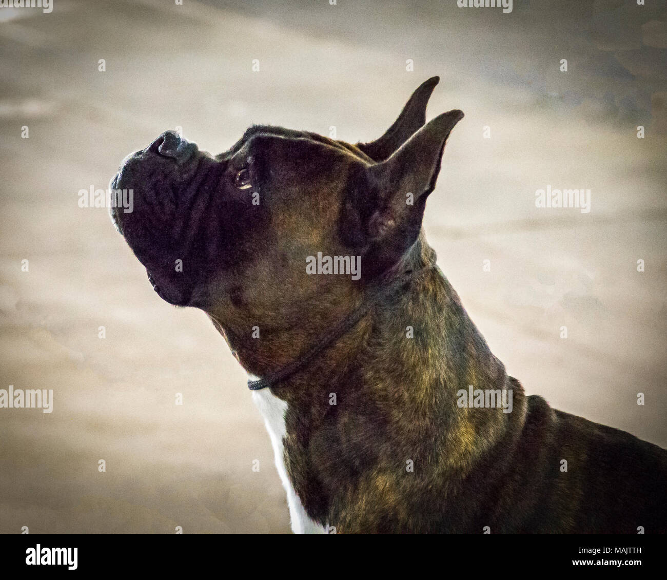 Ein Kopfschuss Porträt einer Boxer Hund auf einer Hundeausstellung Stockfoto