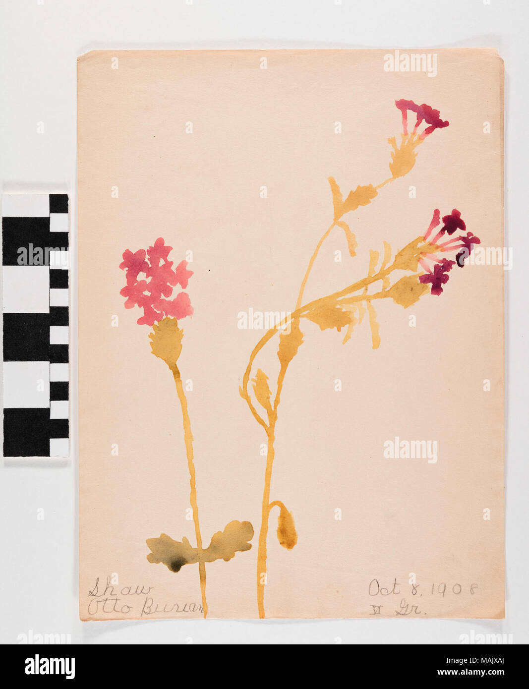 Aquarell auf Papier von drei rosa-lila Blüten mit langen grün-gelbe Stängel. Titel: Aquarell "lila Blumen' von Otto Burian. Vom 8. Oktober 1908. Burian, Otto Stockfoto