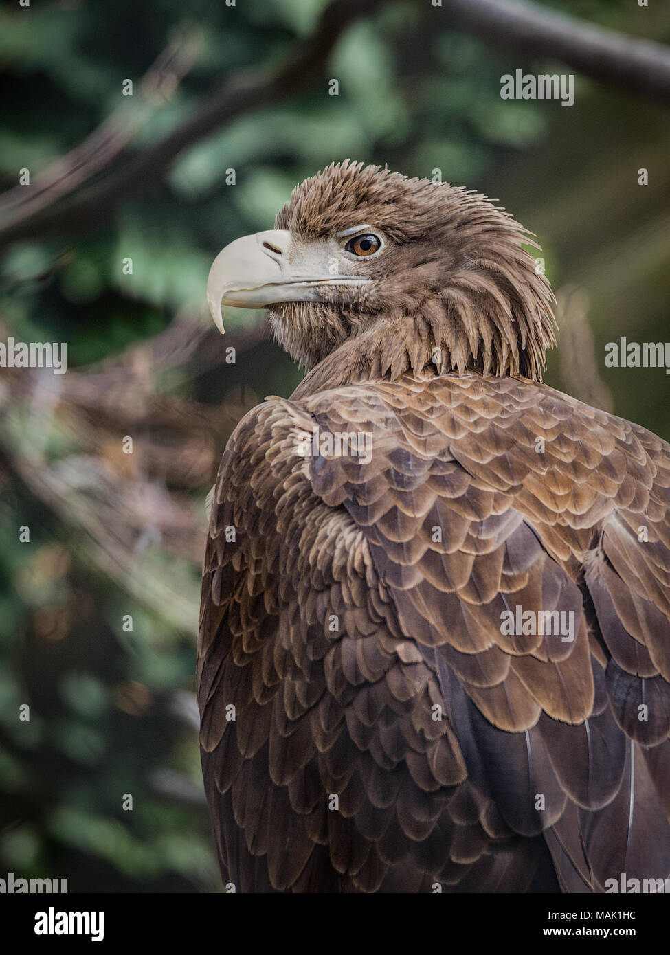 Der Seeadler (Haliaeetus albicilla), auch bekannt als der Ausfuhrerstattungsnomenklatur, Erne, grau Adler, Eurasischen Seeadler und Seeadler Meer - Adler, ist ein großer Vogel Stockfoto