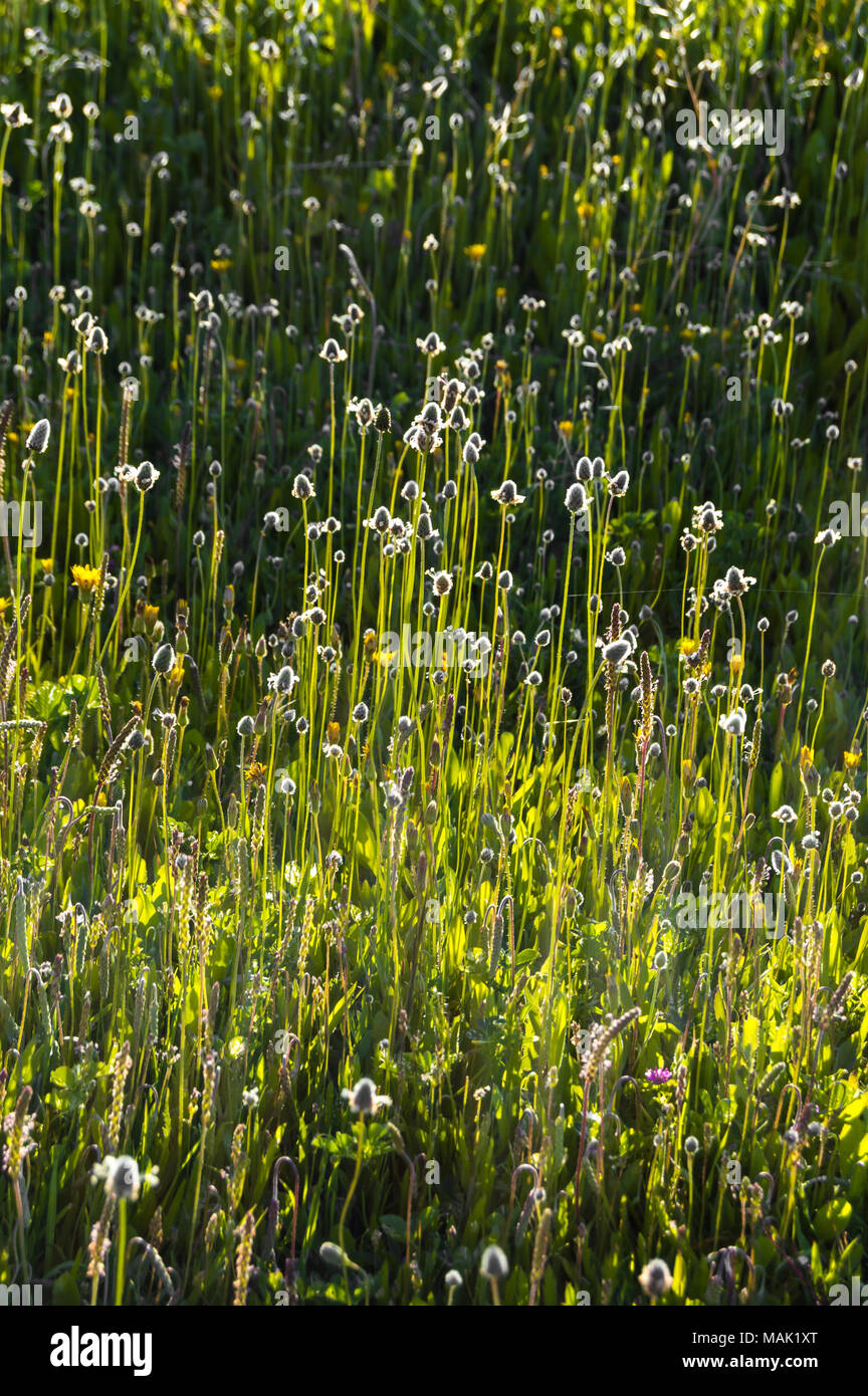 Eine Menge schöne Pflanzen und Blumen mit pulsierenden Sonnenlicht beleuchtet. Hintergrund mit selektiven Fokus in der vertikalen Ansicht. Stockfoto