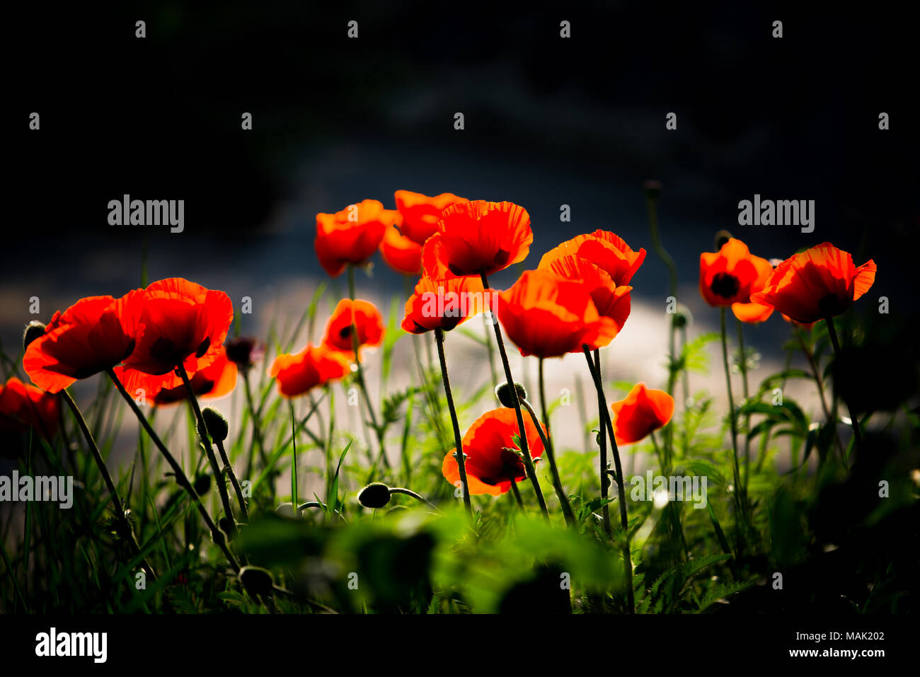 Rote Mohnblumen blühen Stockfoto