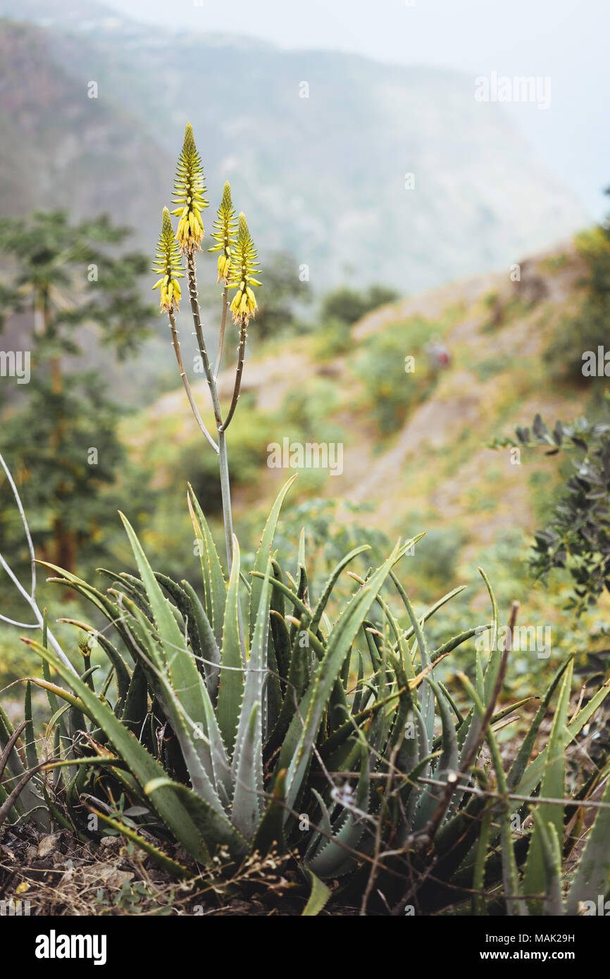Blüte Gelb Aloe Vera Pflanze vor einem fruchtbaren Tal Stockfoto