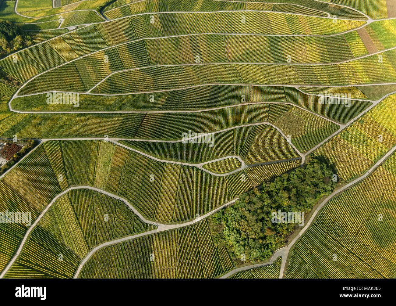 Weinbaugebiet Mosel, Weinberge, Wellenstein, Saarland, Grevenmacher, Luxemburg, Europa, Luftaufnahme, Vögel-Augen-blick, Luftaufnahme, Aerial photog Stockfoto