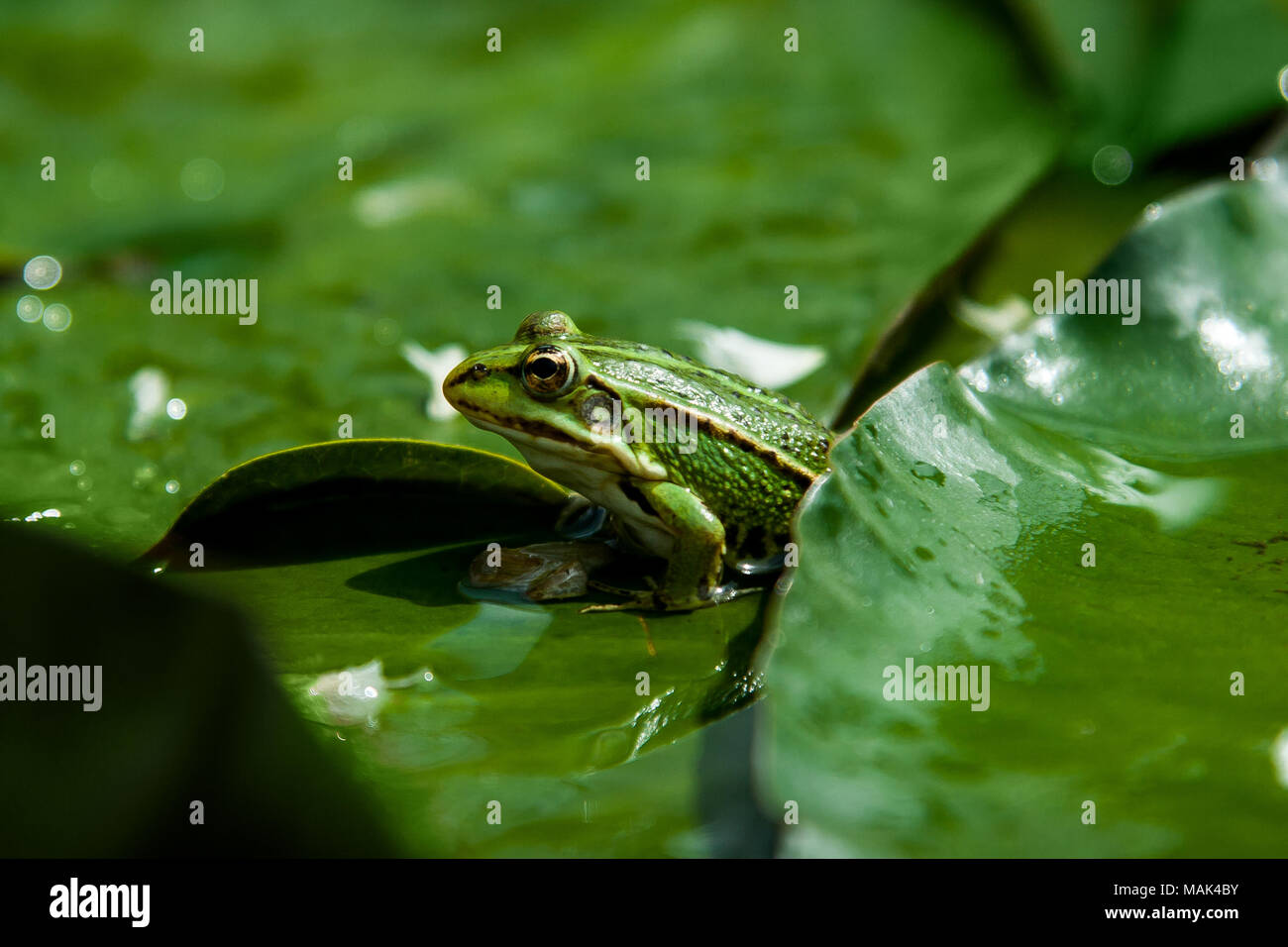 Auf ein großes grünes Blatt sitzen grüne Kröte Stockfoto