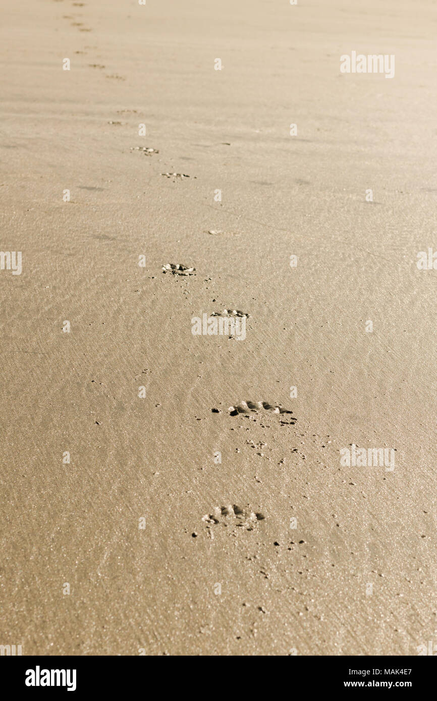 Pfotenabdrücke an einem Sandstrand Stockfoto