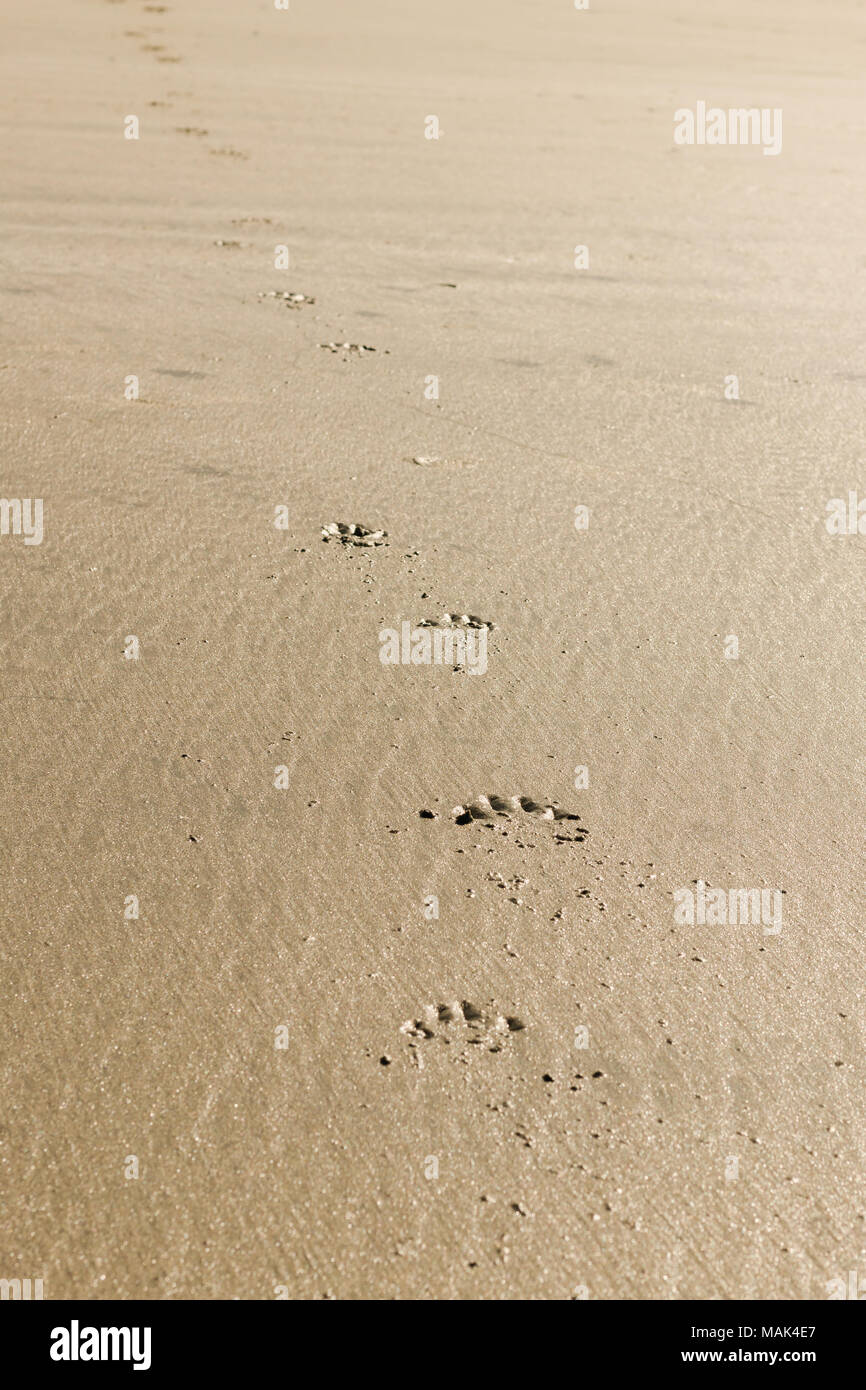 Pfotenabdrücke im Sand am Mackenzie Beach, Tofino Stockfoto