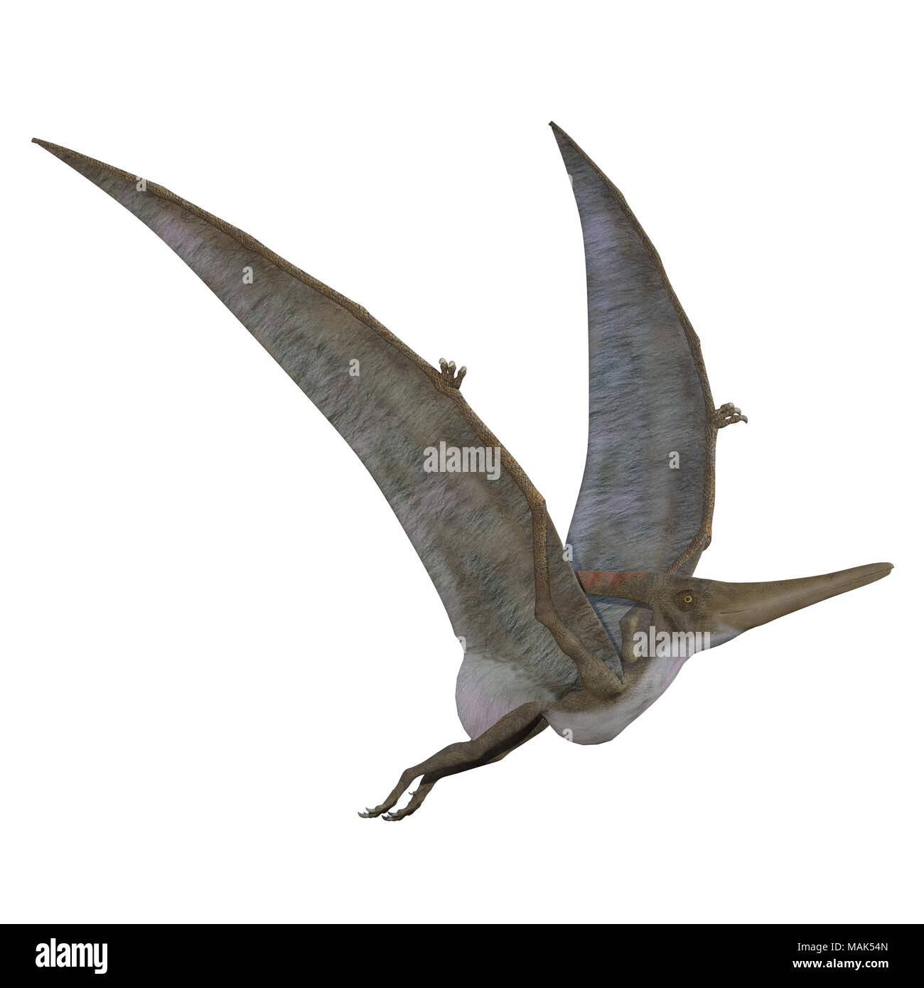 Pterosaur wing Fotos und Bildmaterial in hoher Auflösung Alamy