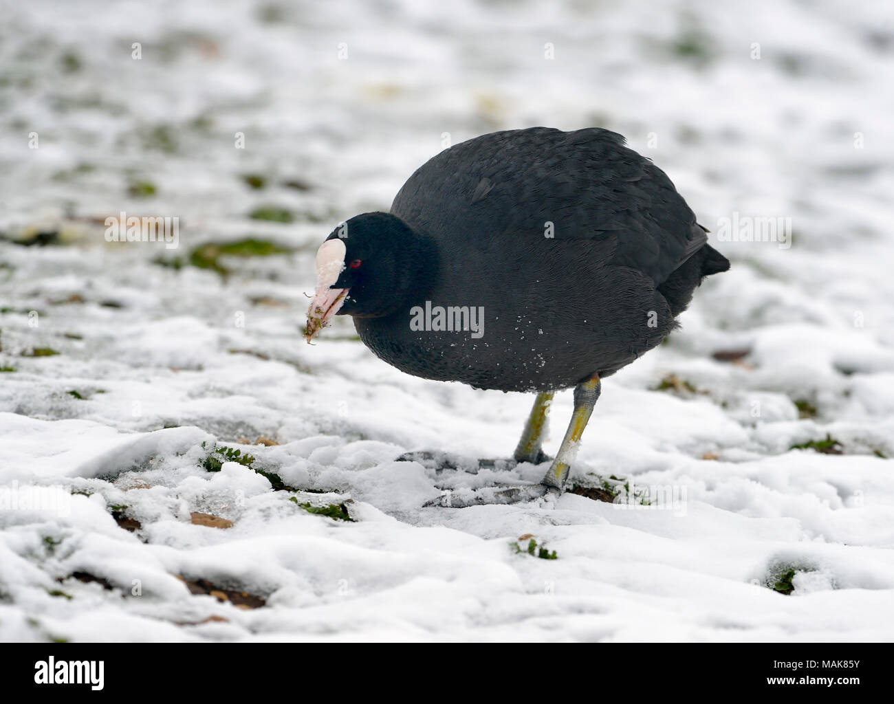 Gemeinsame Coot-Fulica atra Nahrungssuche im Schnee Stockfoto