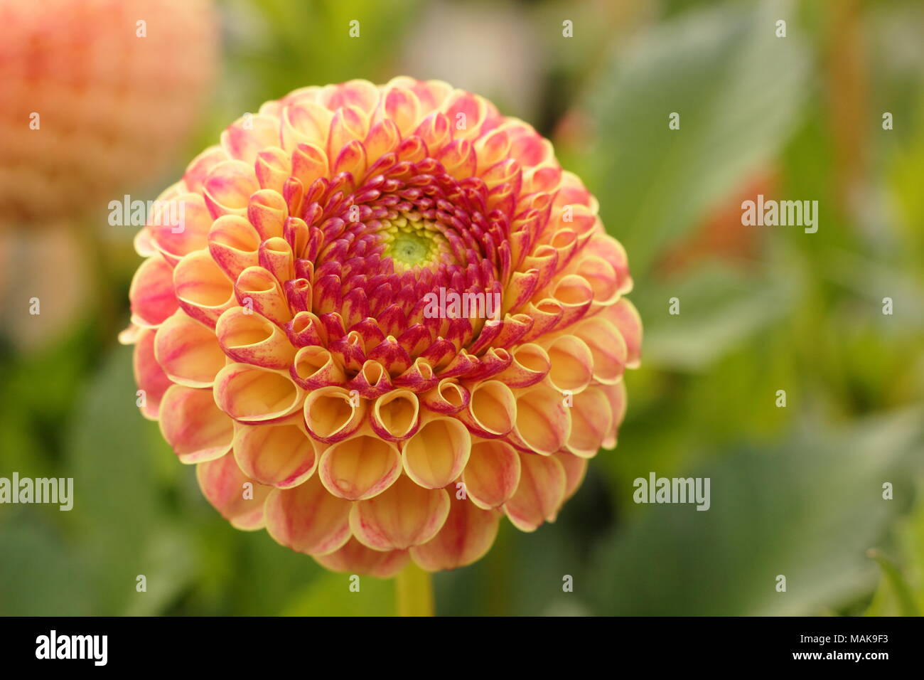 Dahlie 'Rosmarin Dawn' Blume in voller Ausleger, Spätsommer, Großbritannien Stockfoto