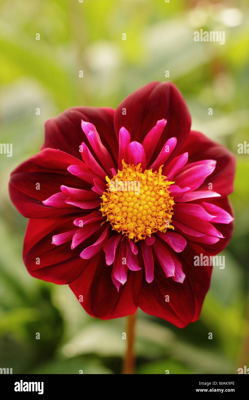 Collarette Dahlie 'Isa' Blume in voller Ausleger, Spätsommer, Großbritannien Stockfoto