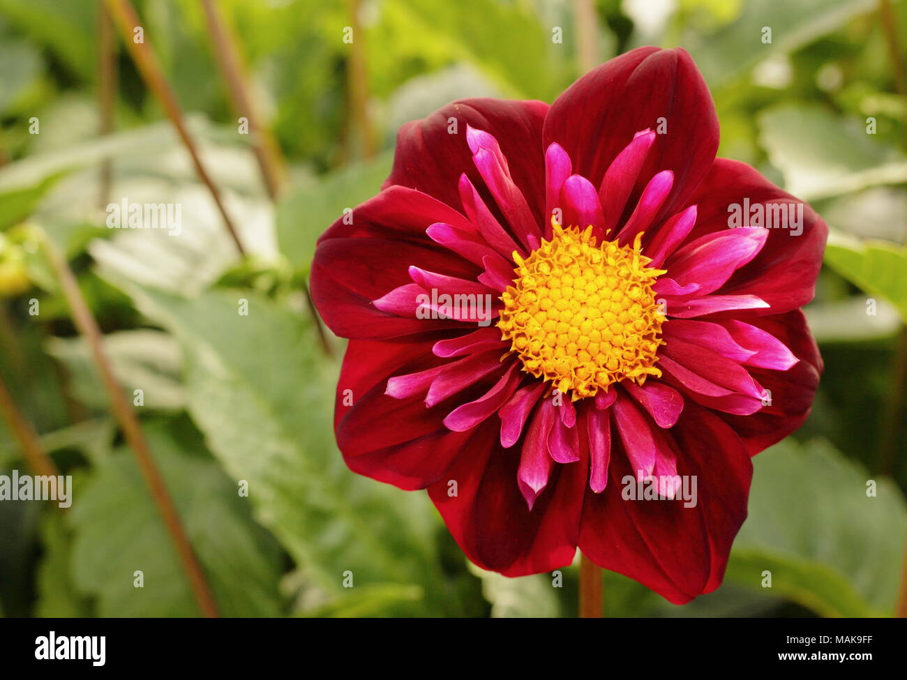 Collarette Dahlie 'Isa' Blume in voller Ausleger, Spätsommer, Großbritannien Stockfoto