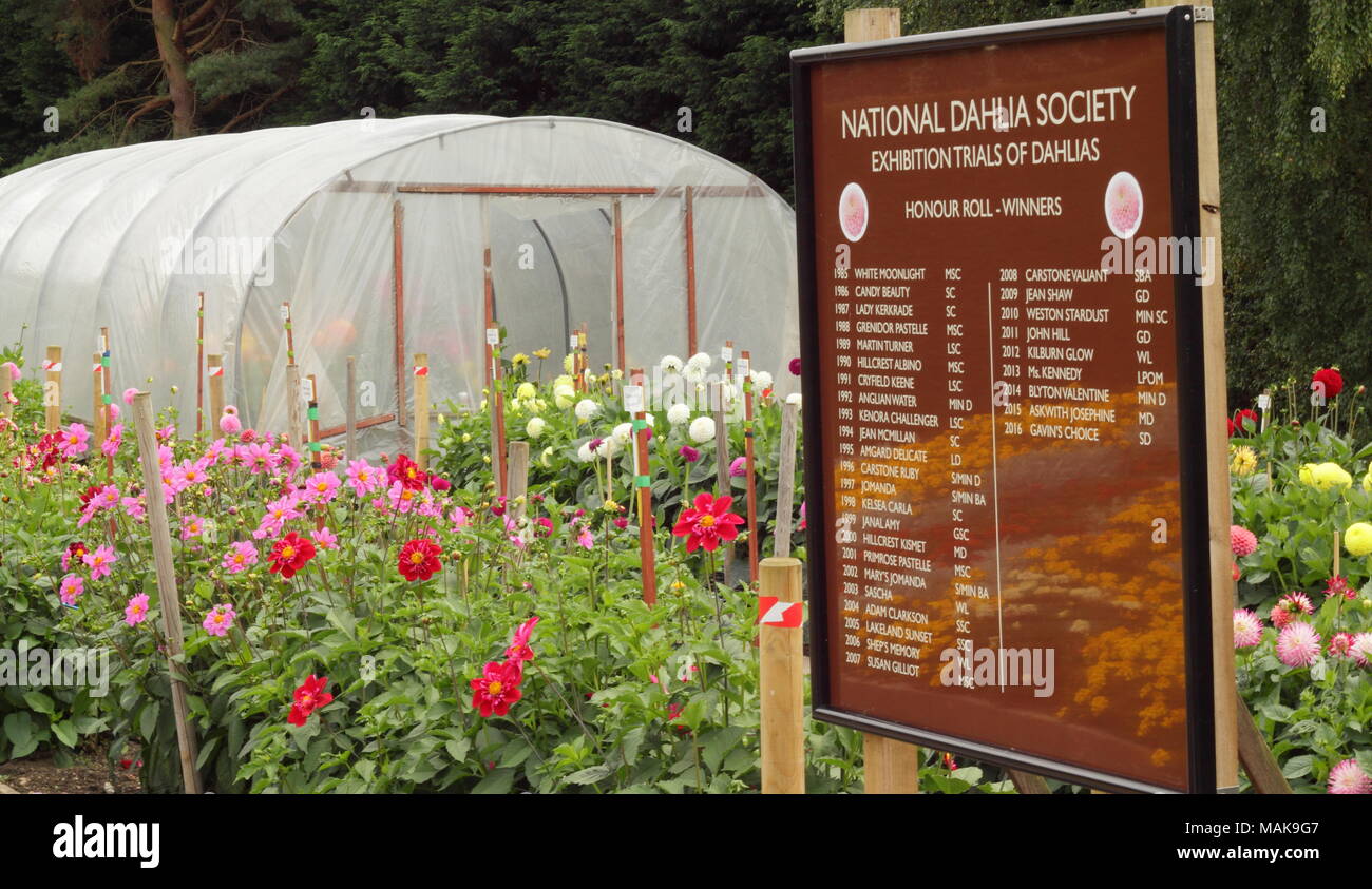 Dahlien in voller Blüte am National Dahlia Society versuch Gärten im Golden Acre Park, ein öffentlicher Park in der Nähe von Torquay, Leeds, Yorkshire, Großbritannien Stockfoto