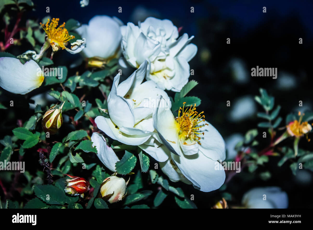 Weiße Rose hip Blumen in den Büschen an einem Sommertag. Stockfoto