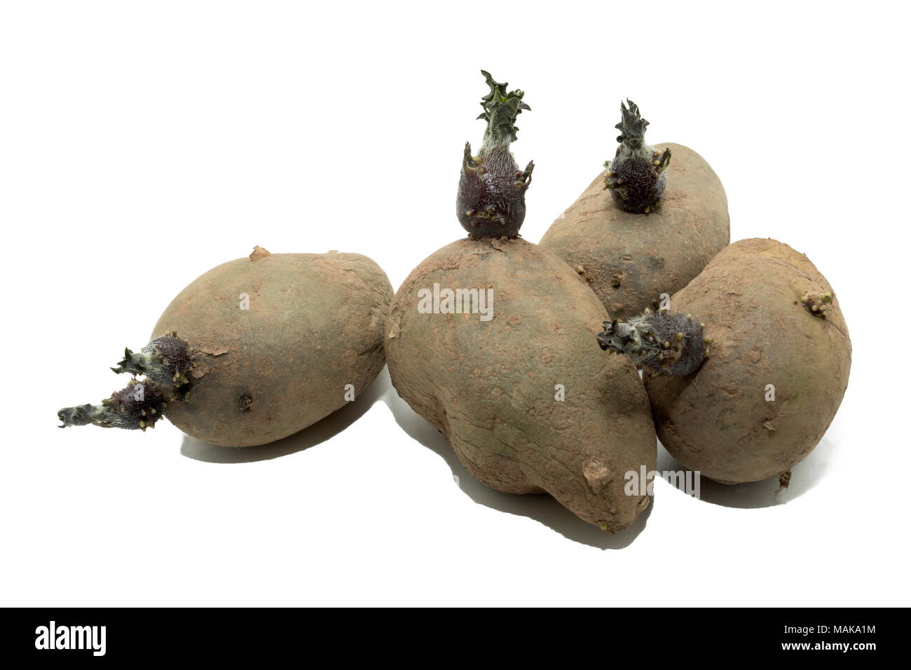 Keimen Charlotte Pflanzkartoffeln auf einem weißen Hintergrund. Stockfoto