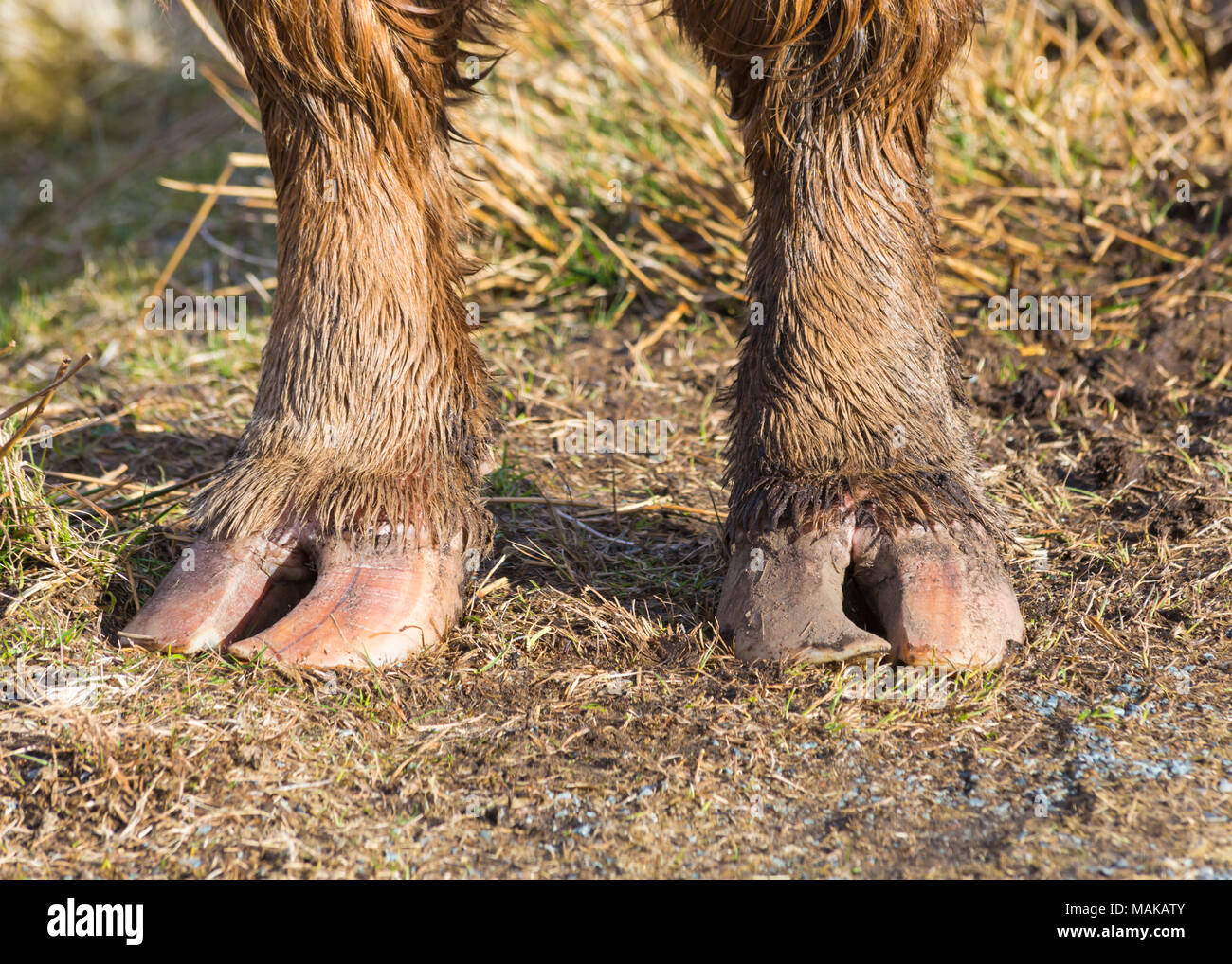 Hufe und füße -Fotos und -Bildmaterial in hoher Auflösung – Alamy