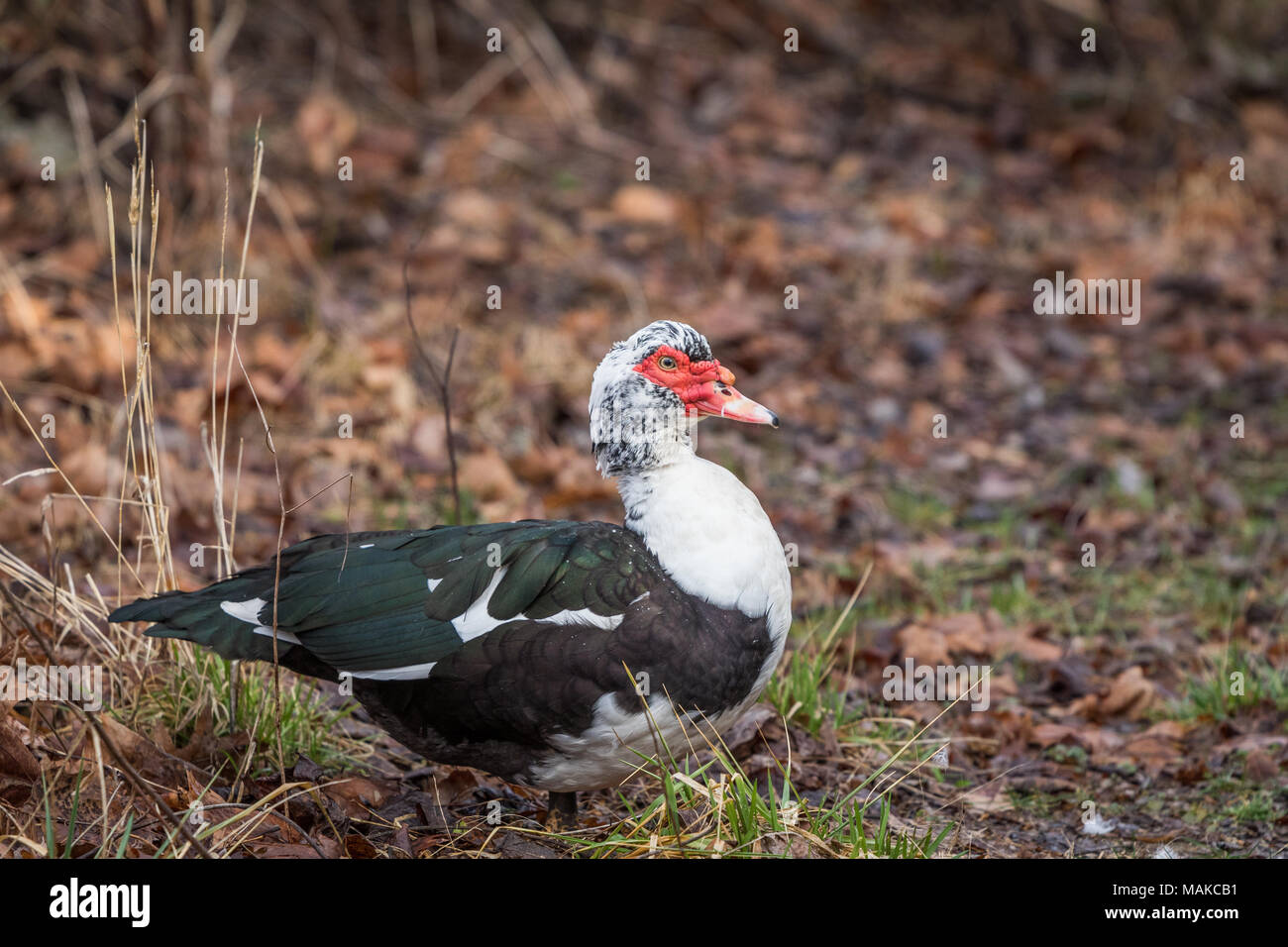Ein muscovy Duck auf dem Boden liegt, eine Pause von einem kurzen Flug. Stockfoto