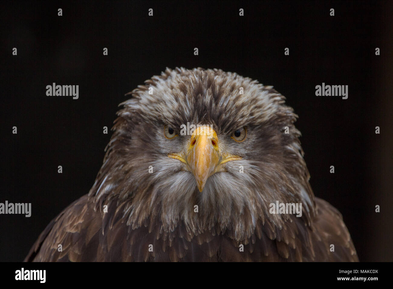 Der Weißkopfseeadler (Haliaeetus leucocephalus) Portrait auch als American Eagle bekannt Stockfoto