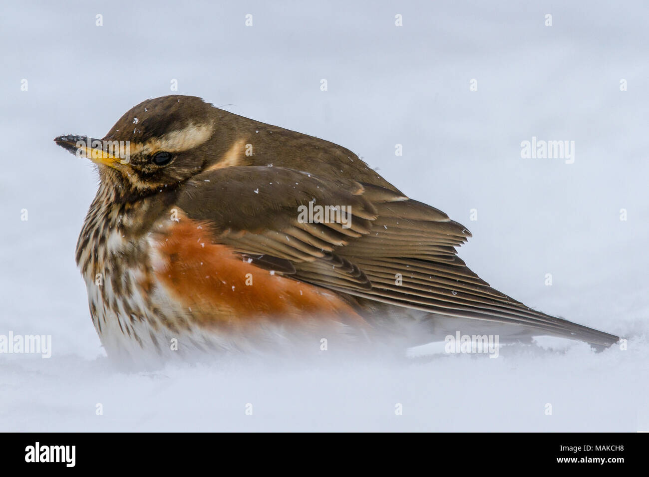 Rotdrossel (Turdus Iliacus) im Schnee in Großbritannien Stockfoto