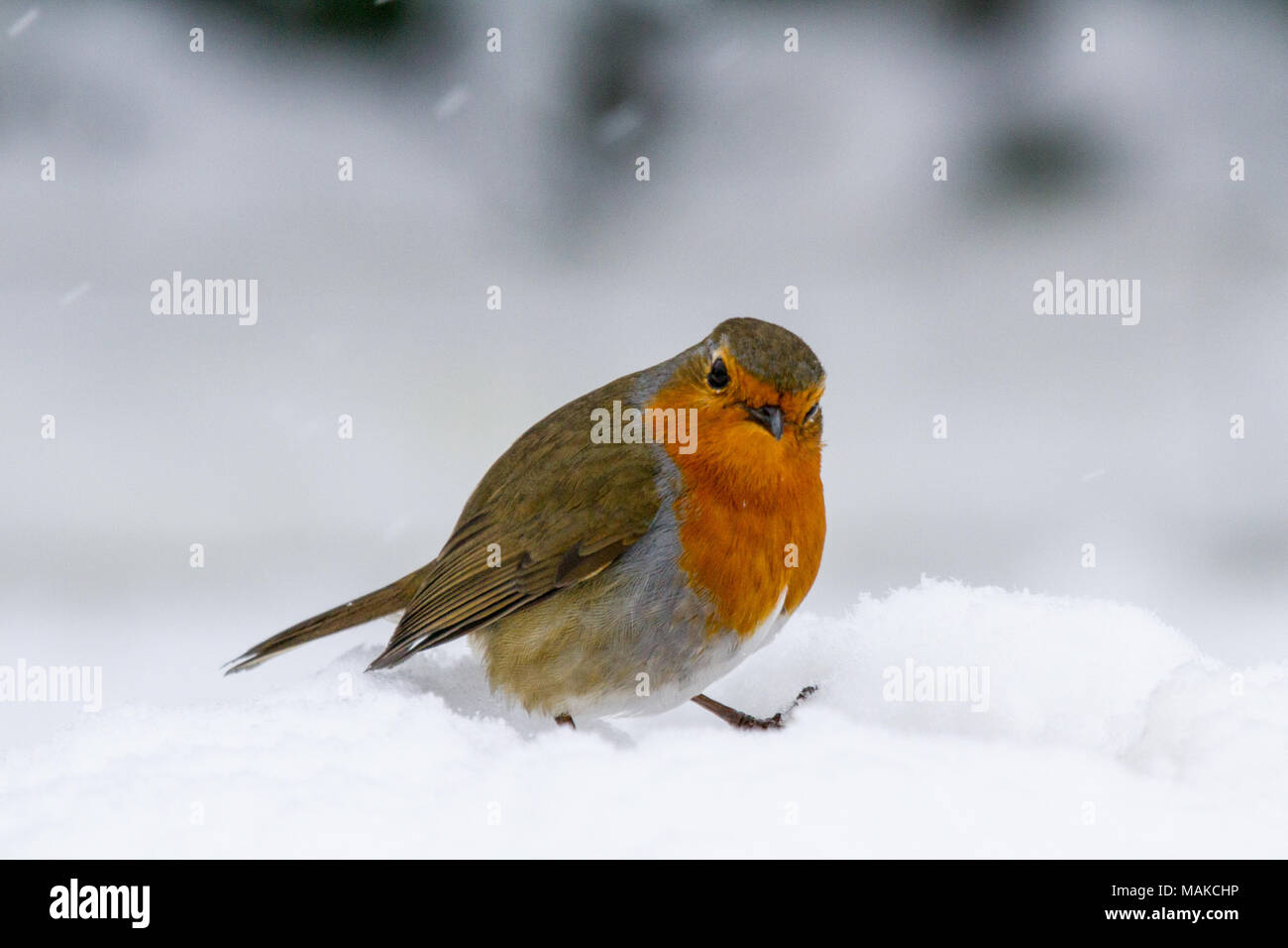 Weihnachten Stil Robin (Erithacus Rubecula) in fallenden Schnee mit der Kamera auf der Suche gehockt, Vereinigtes Königreich Stockfoto