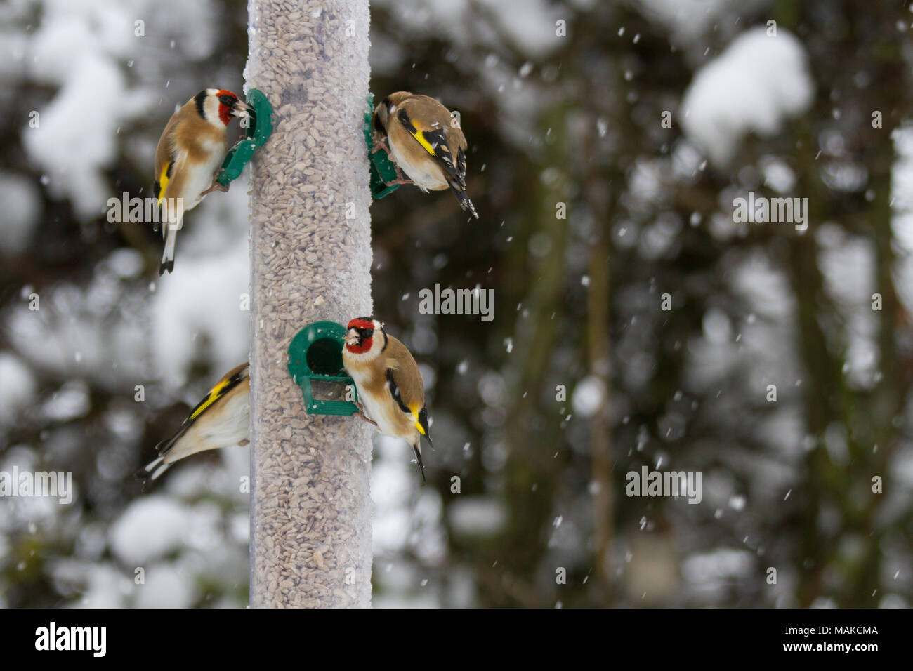 Goldfinches (Carduelis carduelis) am Schrägförderer im Winter Schnee, ungebundene Königreich Stockfoto