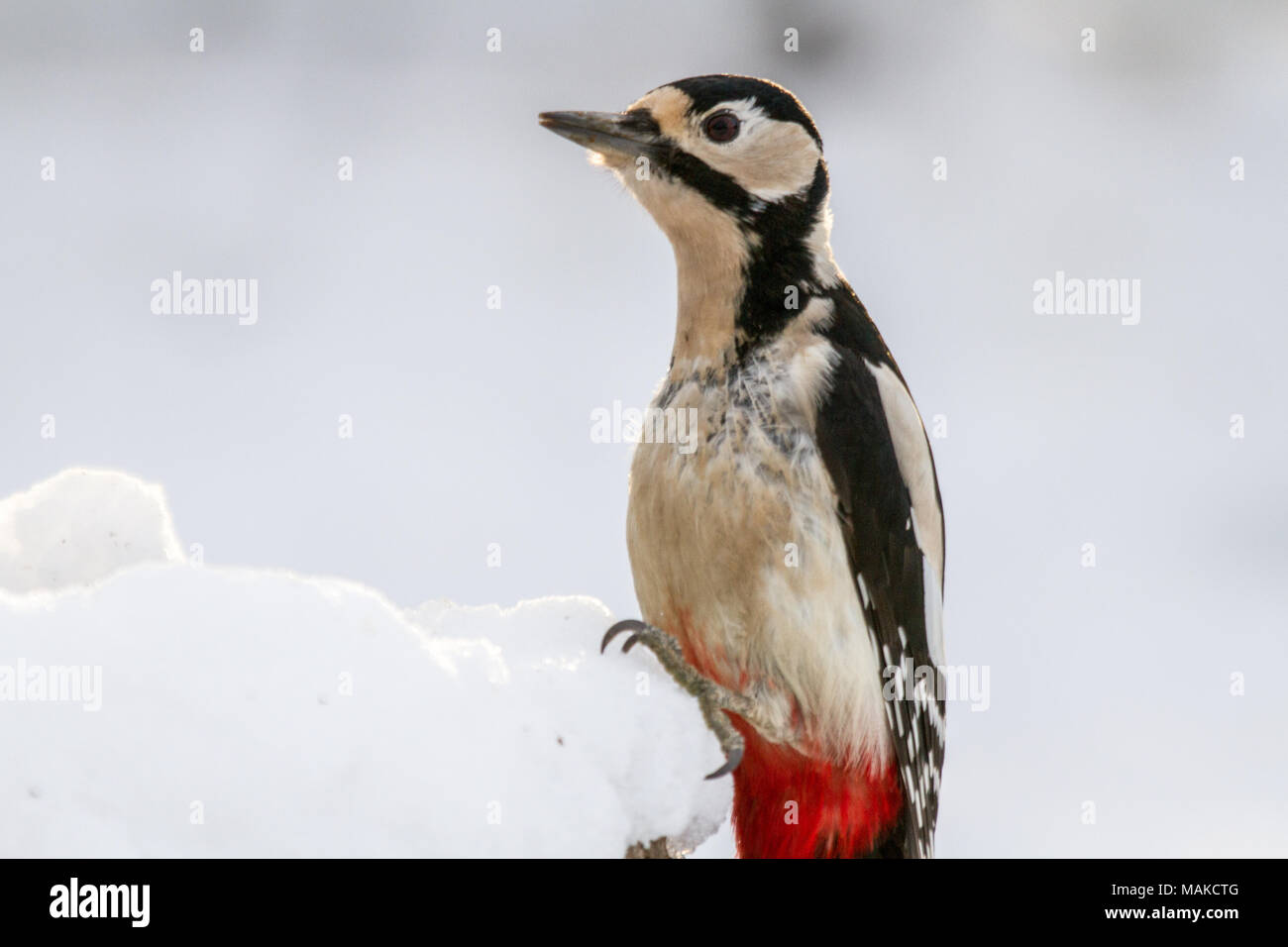 Mehr Specht (Dendrocopos major) im Schnee, ungebundene Königreich entdeckt Stockfoto