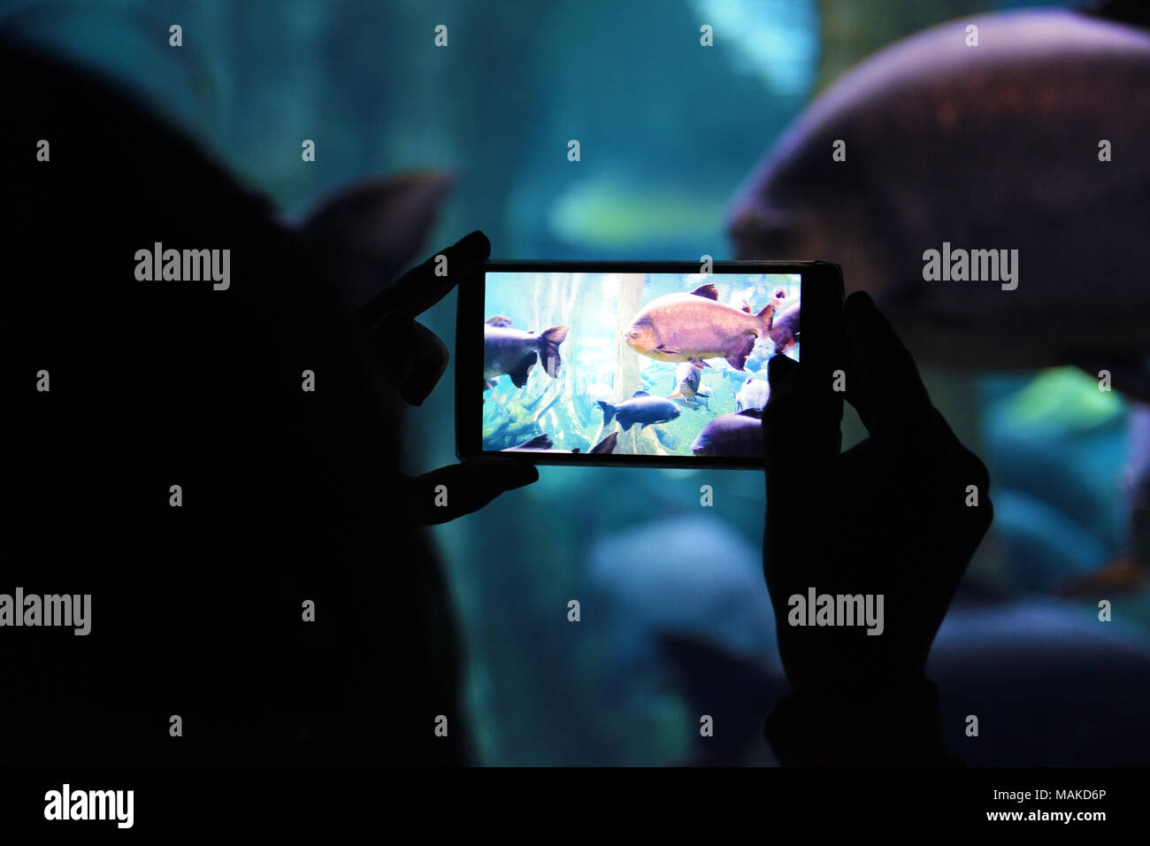 Person, die einen mobilen, ein Foto in einem Aquarium während einer kulturellen Reisen. Leere Raum für Editor's Text. Stockfoto