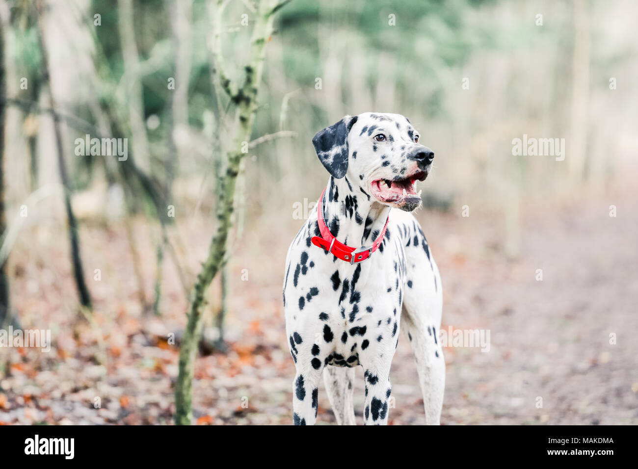 Dalmatiner Hund spazieren in der Natur, Großbritannien Stockfoto