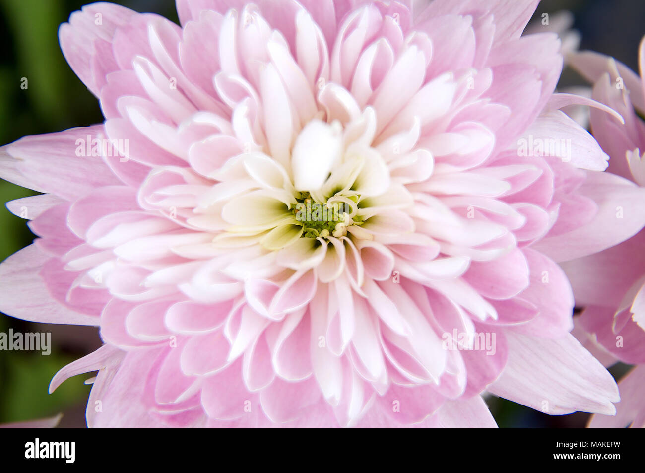 Eine Top-down-Sicht auf ein helles Rosa Dahlie Blume Stockfoto