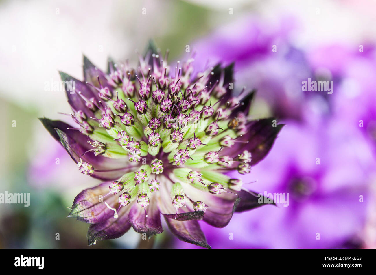 Eine kleine lila Blumen mit vielen Staubfaden Stockfoto