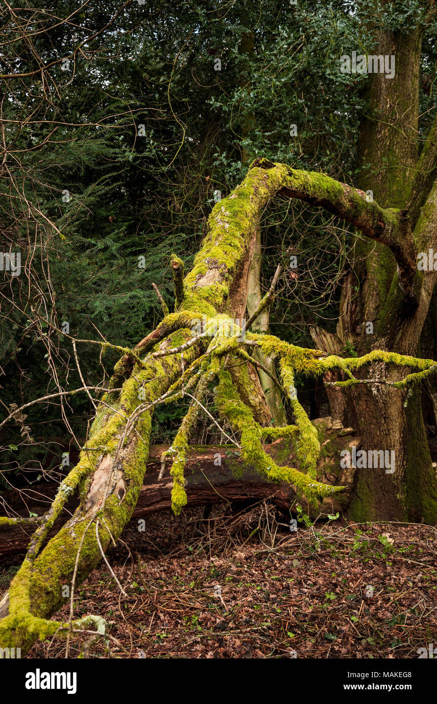 Moos wächst auf einen umgestürzten Baum in einem dunklen Wald Stockfoto