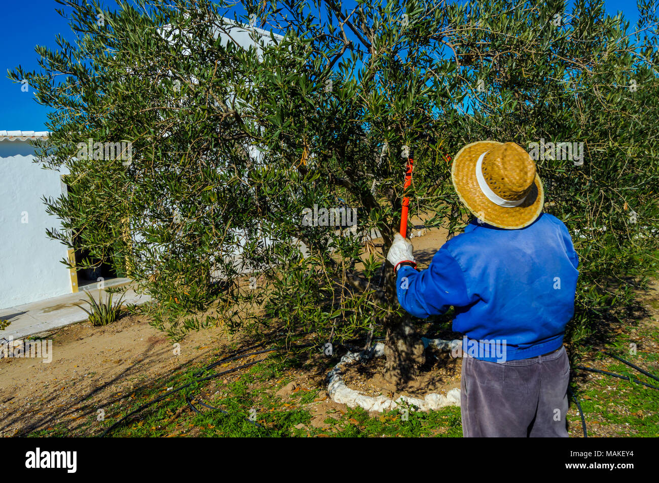 Man Pflaumen einen Olivenbaum mit großen Scheren und Strohhut in einem ländlichen Gebiet. Natürliche und sonnige Landschaft. Stockfoto